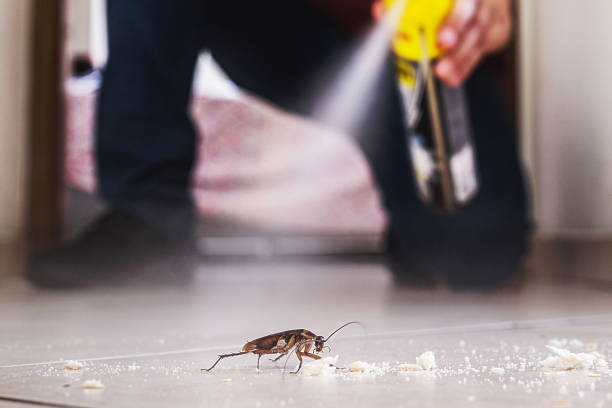 Best Best Pest Control Companies  in Martin, TN